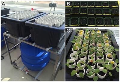 Identification of Putative Transmembrane Proteins Involved in Salinity Tolerance in Chenopodium <mark class="highlighted">quinoa</mark> by Integrating Physiological Data, RNAseq, and SNP Analyses